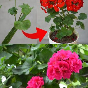 Geranios exuberantes, saludables y coloridos durante 5 años seguidos con este remedio natural